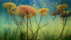 Tapeta Nature Flowers 677.jpg